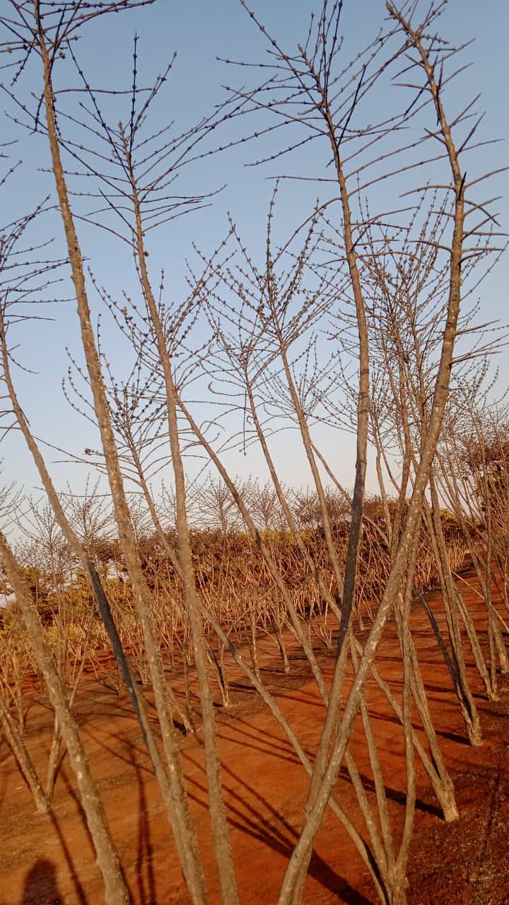 Cafezal incendiado na área rural do bairro do Alto da Boa Vista