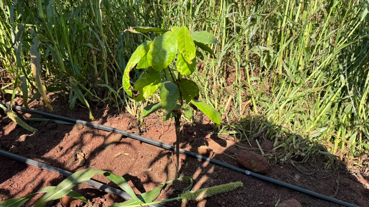 Plantação inicial de mudas que foram distribuidas a um dos produtores, Douglas Chiamulera. Produção inical com o cultivo do cacau, folhas verdes e com terra sob o chão.