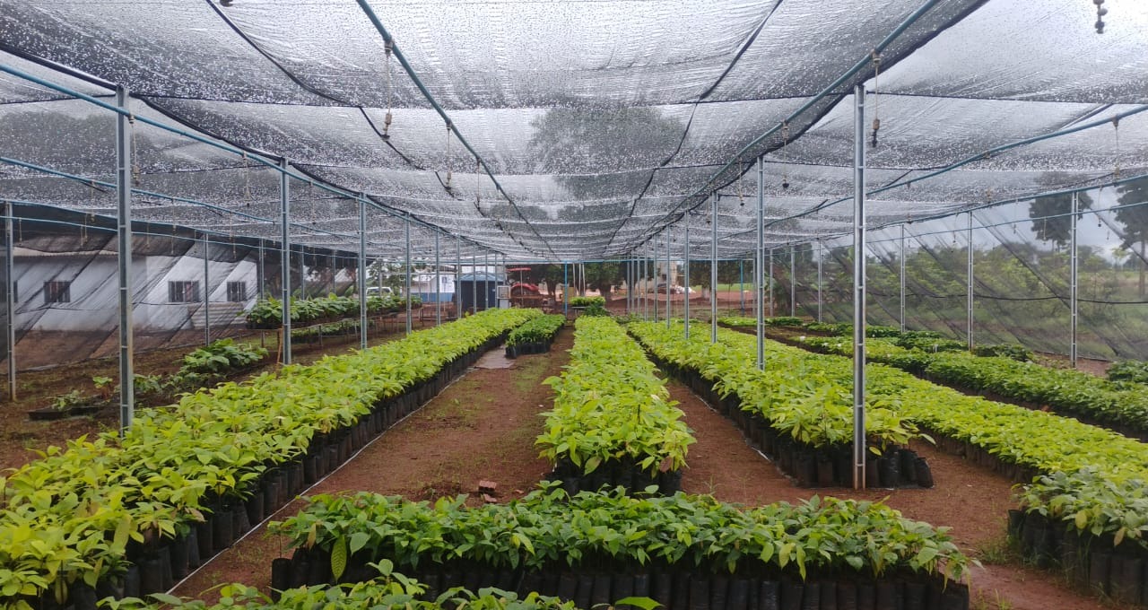 Imagem do Viveiro de Tangará da Serra-MT, contém diversas mudas de cacau que foram retiradas pelos produtores. A cor que chama mais atenção na foto é o verde, cor que realça a beleza do cacau, o lugar está coberto com uma tela de sombreamento sobre as mudas.