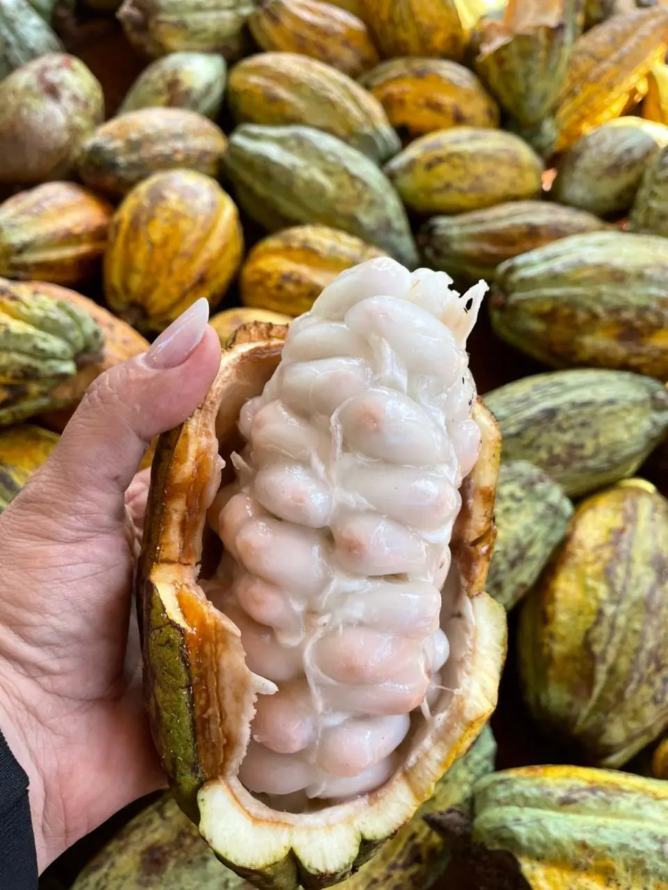 Fotografia de um cacau segurado em uma das mãos. No interior, aparecem as sementes agrupadas e envoltas por uma polpa branca, brilhosa viscosa. Ao fundo, diversos frrutos de cacau inteiros, com tons que variam de verde, amarelo e marrom que estão espalhados por uma superfície.